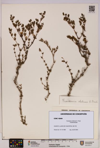 Frankenia chilensis [Espécimen: UDEC:CONC:0102434]