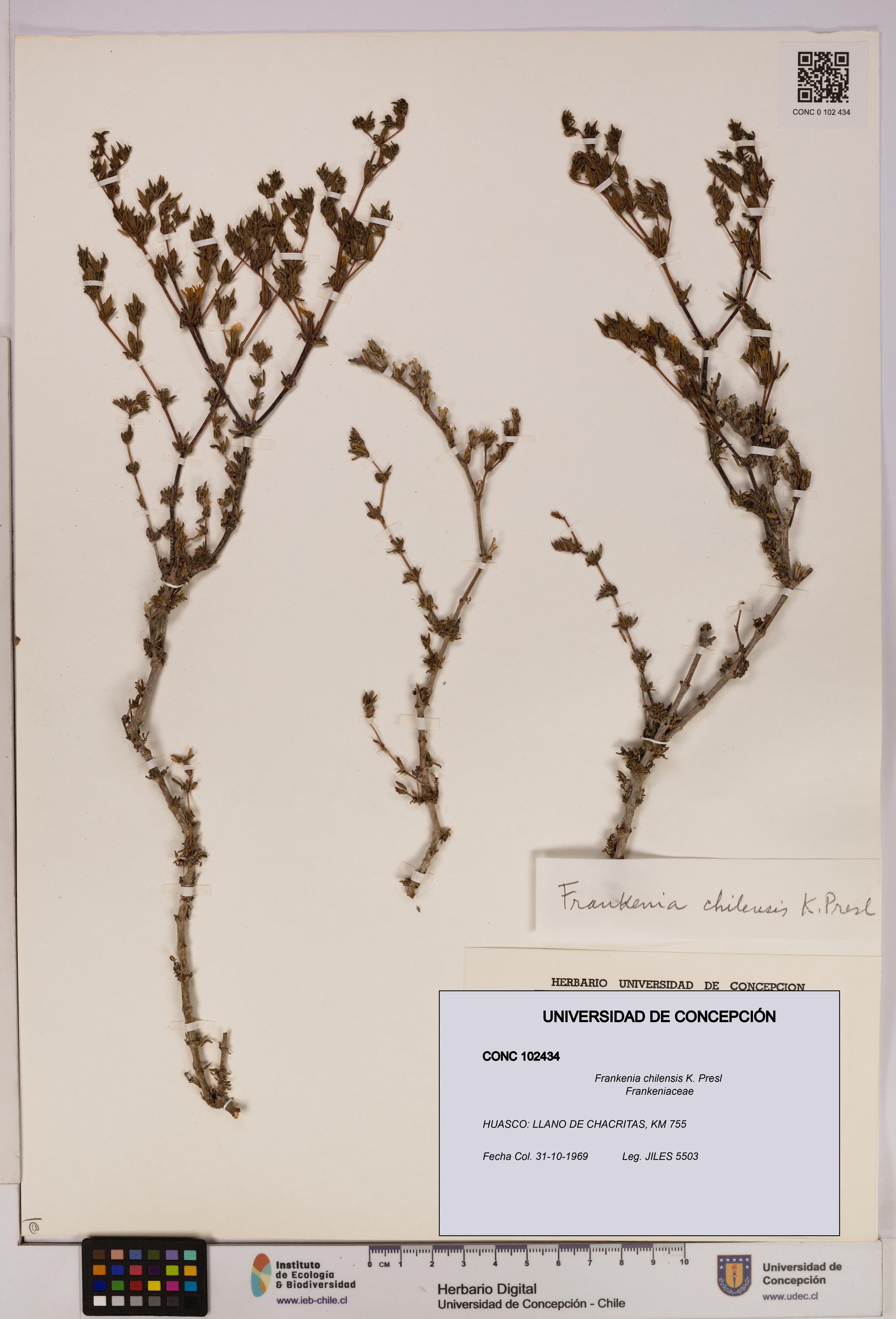Frankenia chilensis [Espécimen: UDEC:CONC:0102434]