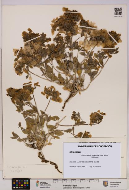 Cruckshanksia hymenodon [Espécimen: UDEC:CONC:0102444]