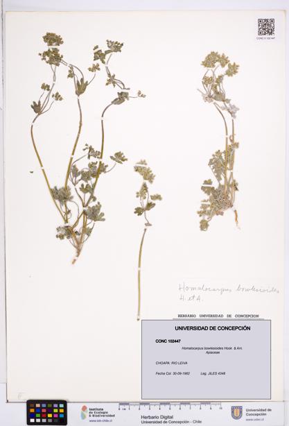 Homalocarpus bowlesioides [Espécimen: ]
