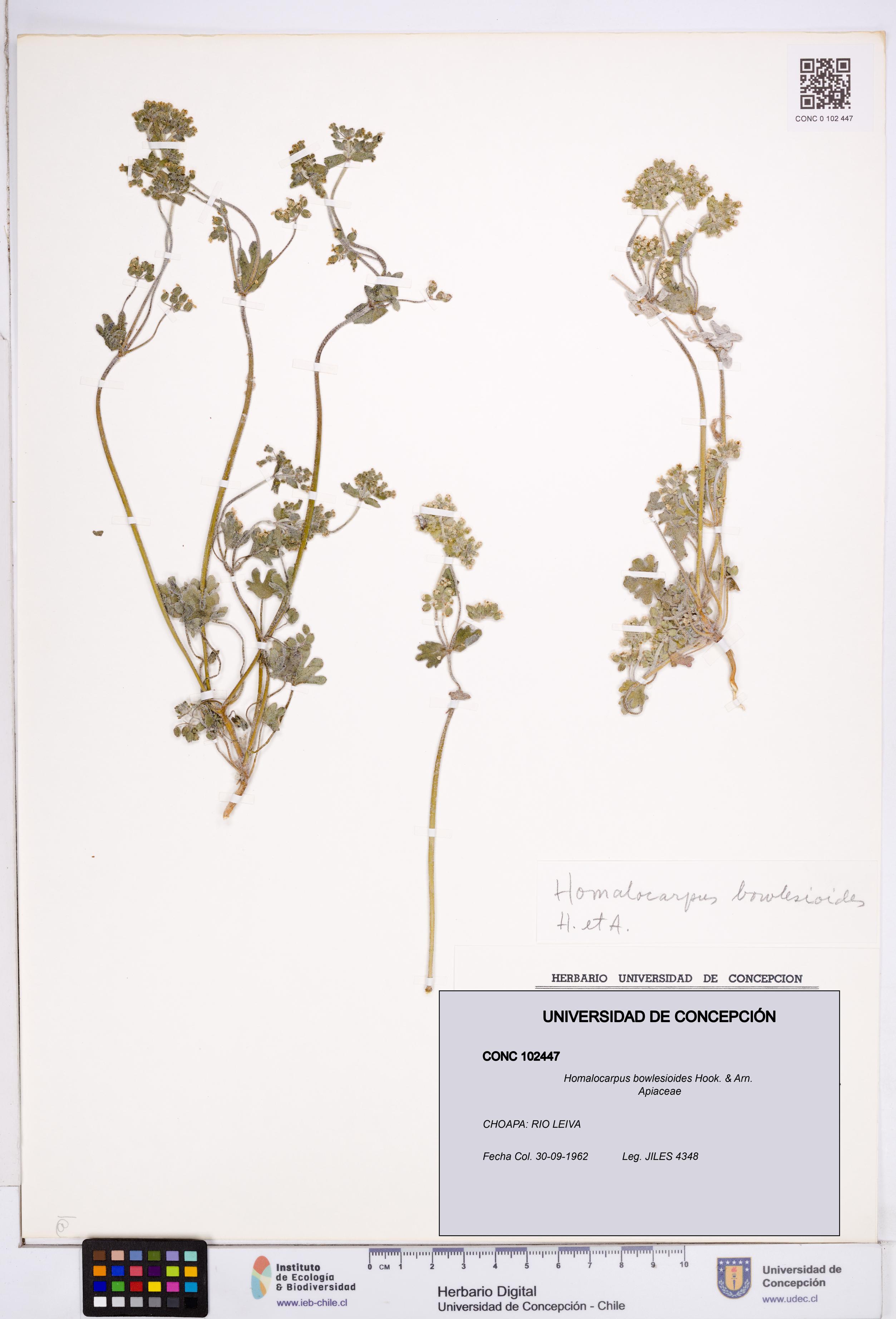 Homalocarpus bowlesioides [Espécimen: ]