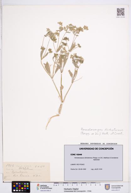 Homalocarpus dichotomus [Espécimen: ]