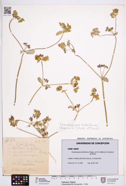 Homalocarpus dichotomus [Espécimen: ]