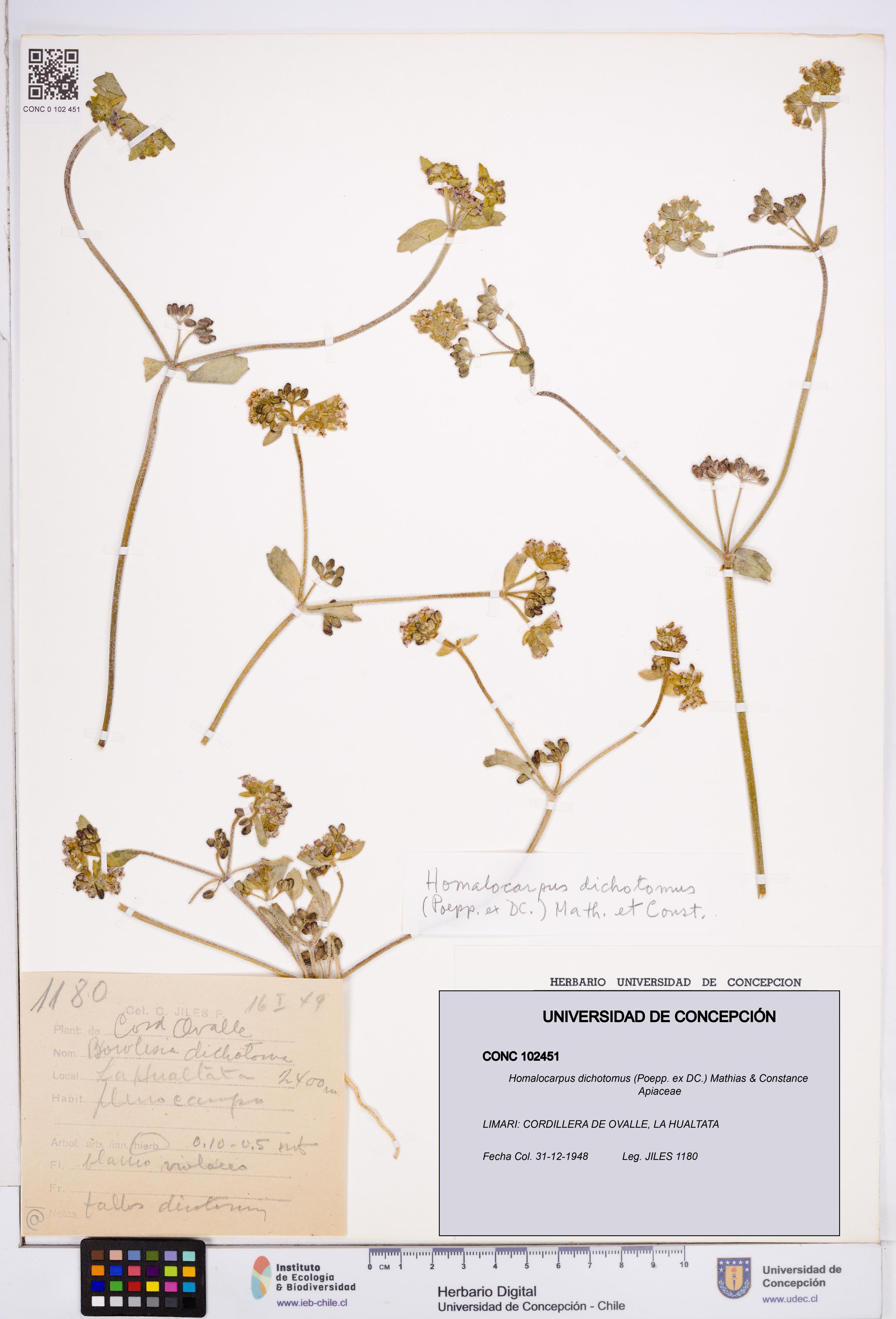 Homalocarpus dichotomus [Espécimen: ]