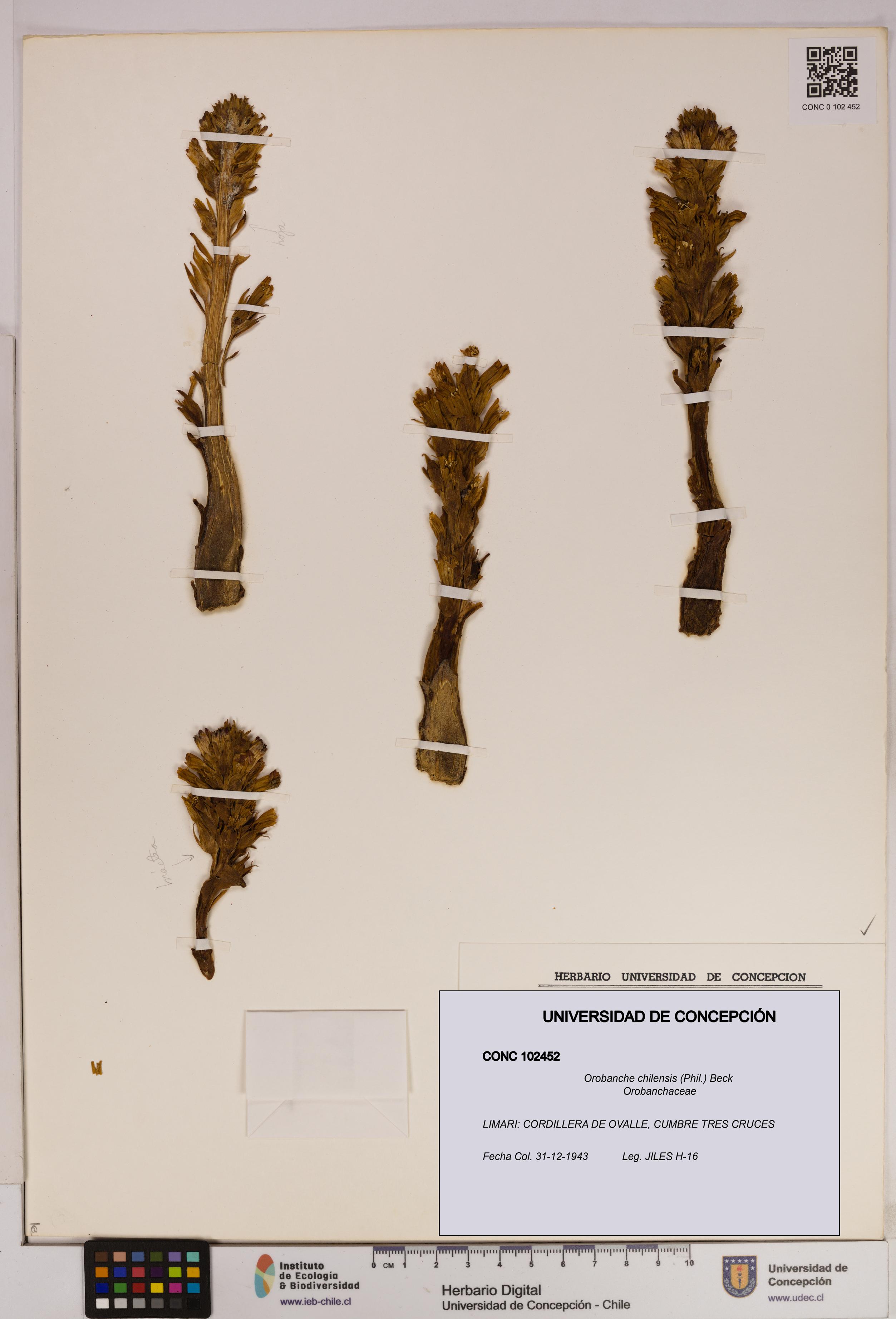Orobanche chilensis [Espécimen: UDEC:CONC:0102452]