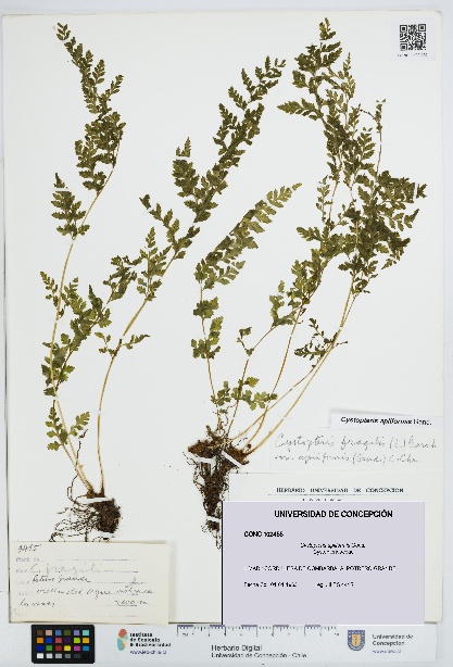 Cystopteris apiiformis [Espécimen: UDEC:CONC:0102455]