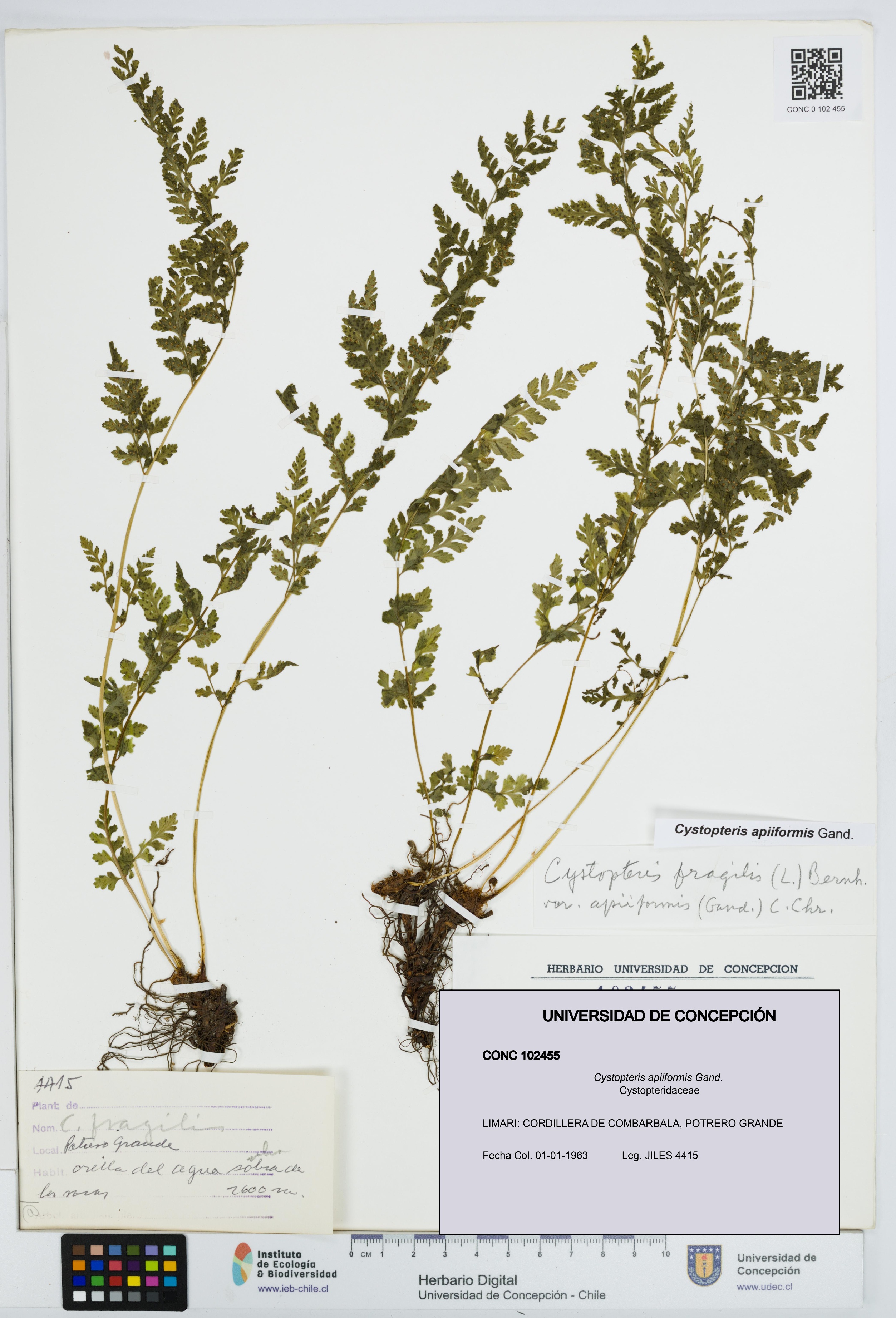 Cystopteris apiiformis [Espécimen: UDEC:CONC:0102455]