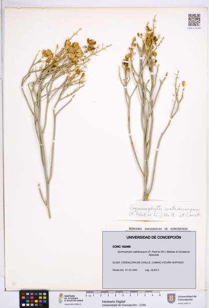 Gymnophyton isatidicarpum [Espécimen: ]