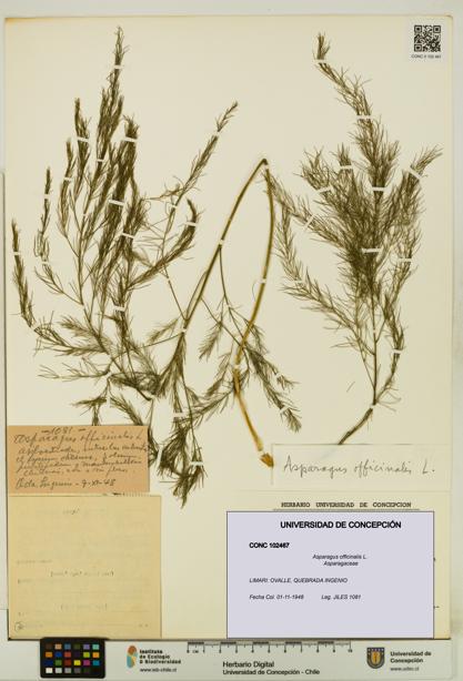 Asparagus officinalis [Espécimen: UDEC:CONC:0102467]