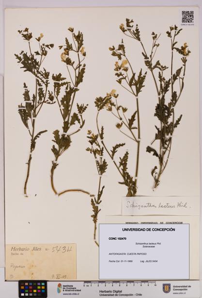 Schizanthus lacteus [Espécimen: UDEC:CONC:0102470]