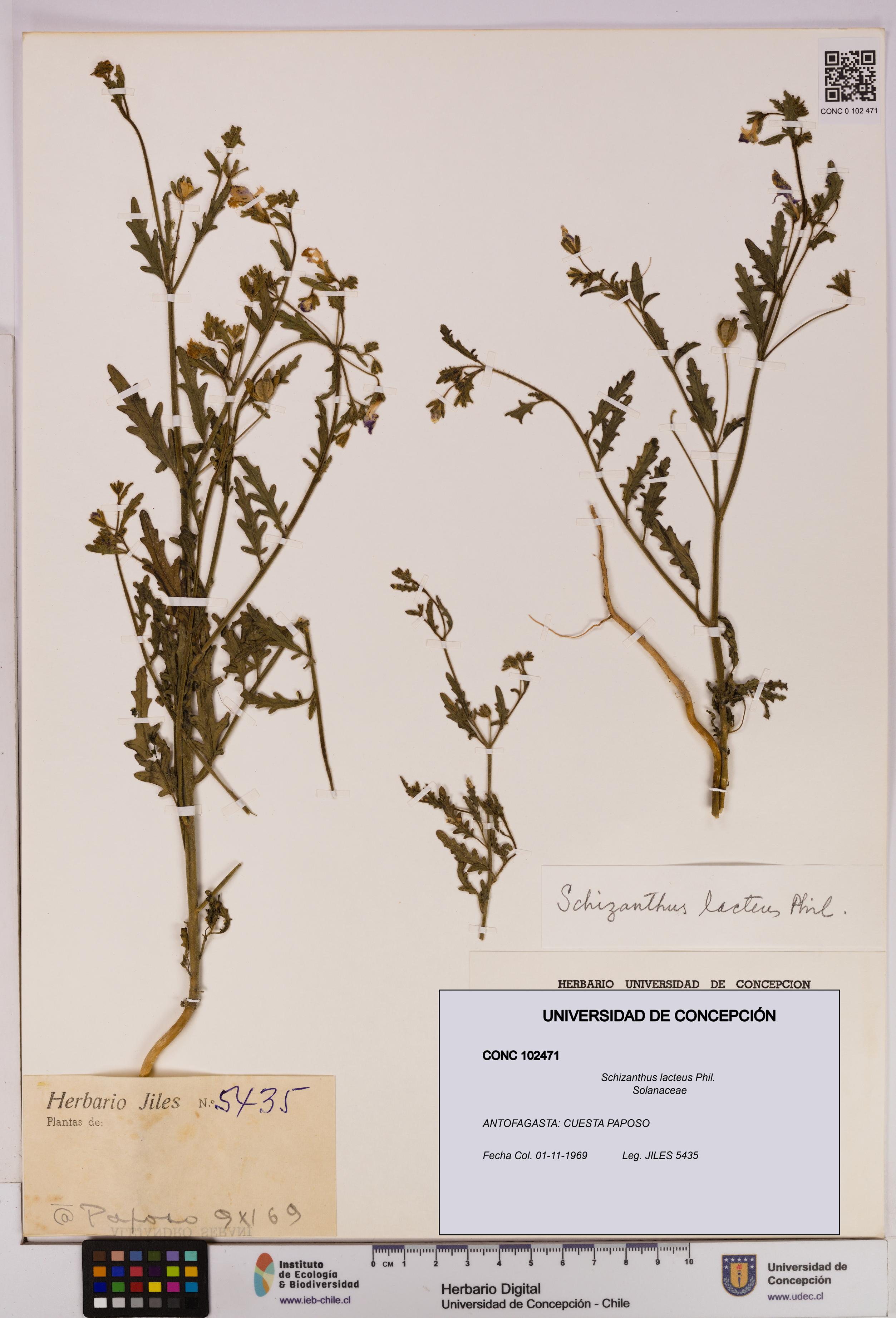 Schizanthus lacteus [Espécimen: UDEC:CONC:0102471]