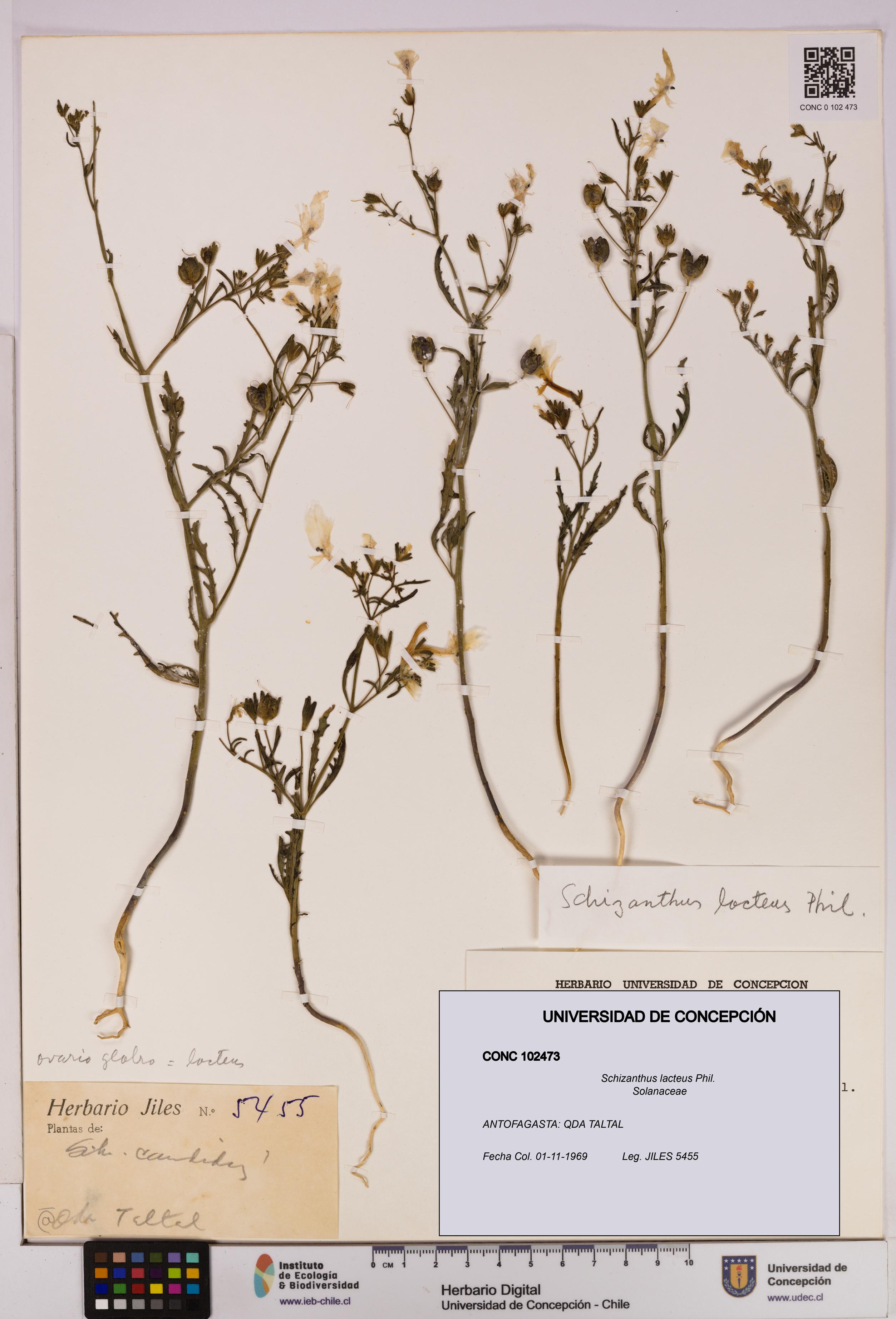 Schizanthus lacteus [Espécimen: UDEC:CONC:0102473]