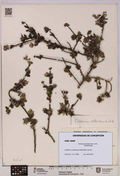 Krameria cistoidea [Espécimen: UDEC:CONC:0102480]