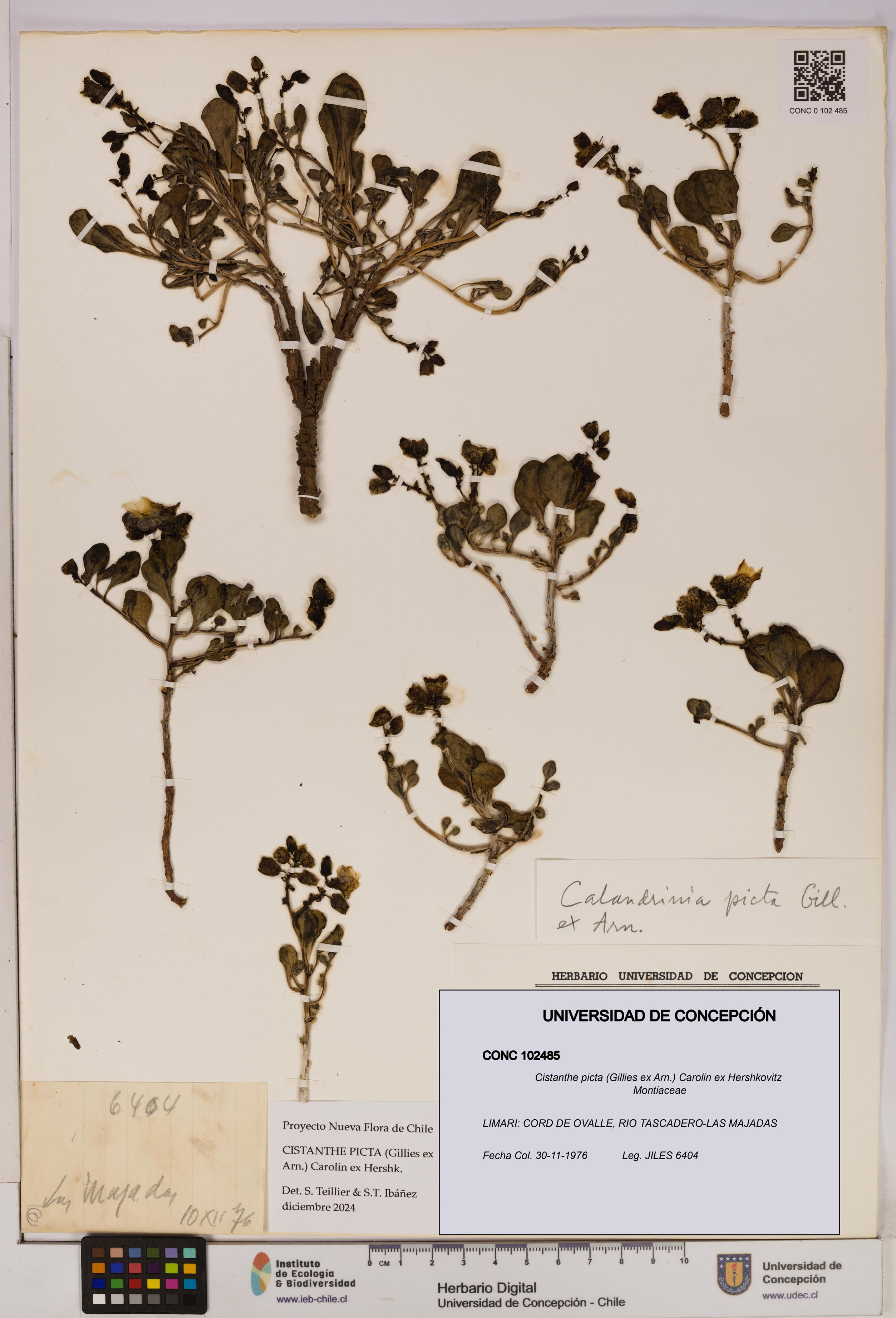 Cistanthe picta [Espécimen: UDEC:CONC:0102485]