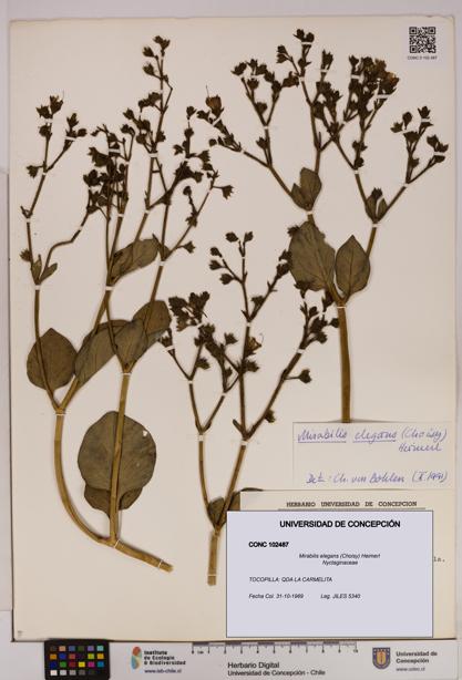Mirabilis elegans [Espécimen: UDEC:CONC:0102487]