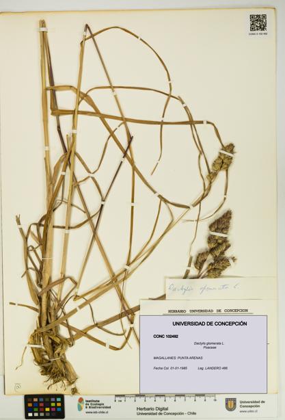 Dactylis glomerata [Espécimen: UDEC:CONC:0102492]