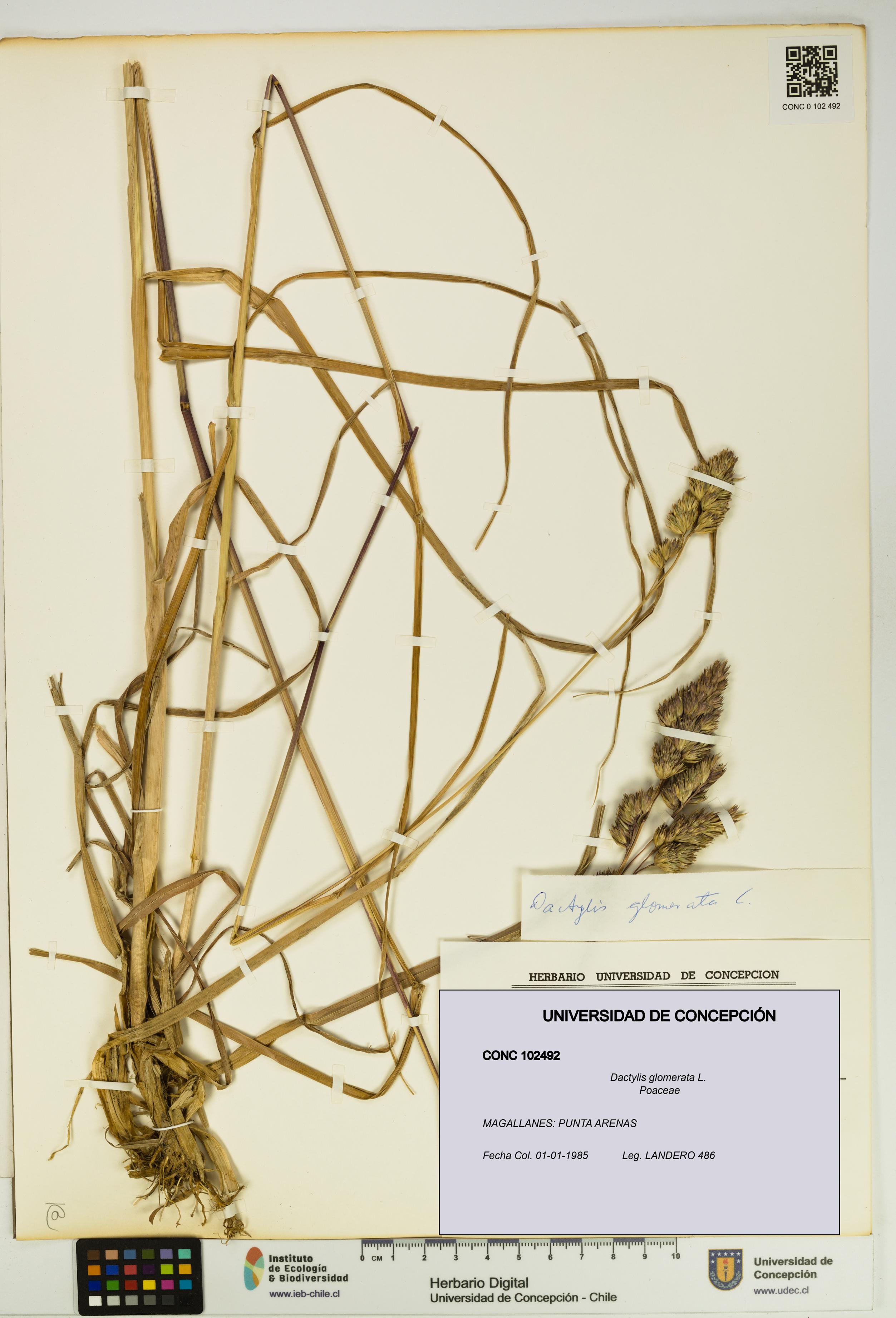 Dactylis glomerata [Espécimen: UDEC:CONC:0102492]