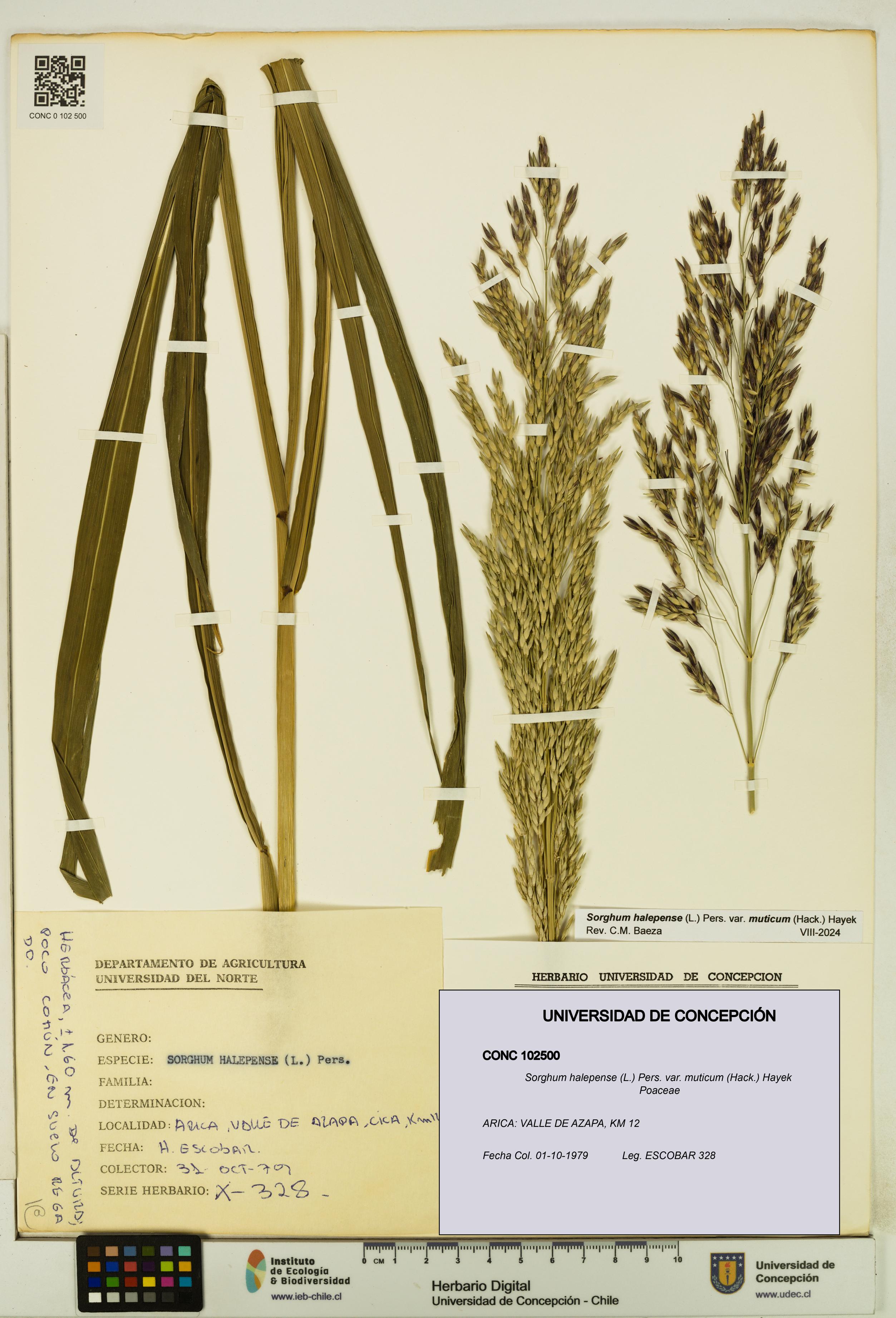 Sorghum halepense var. muticum [Espécimen: UDEC:CONC:0102500]