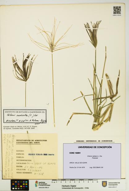 Chloris radiata [Espécimen: UDEC:CONC:0102501]