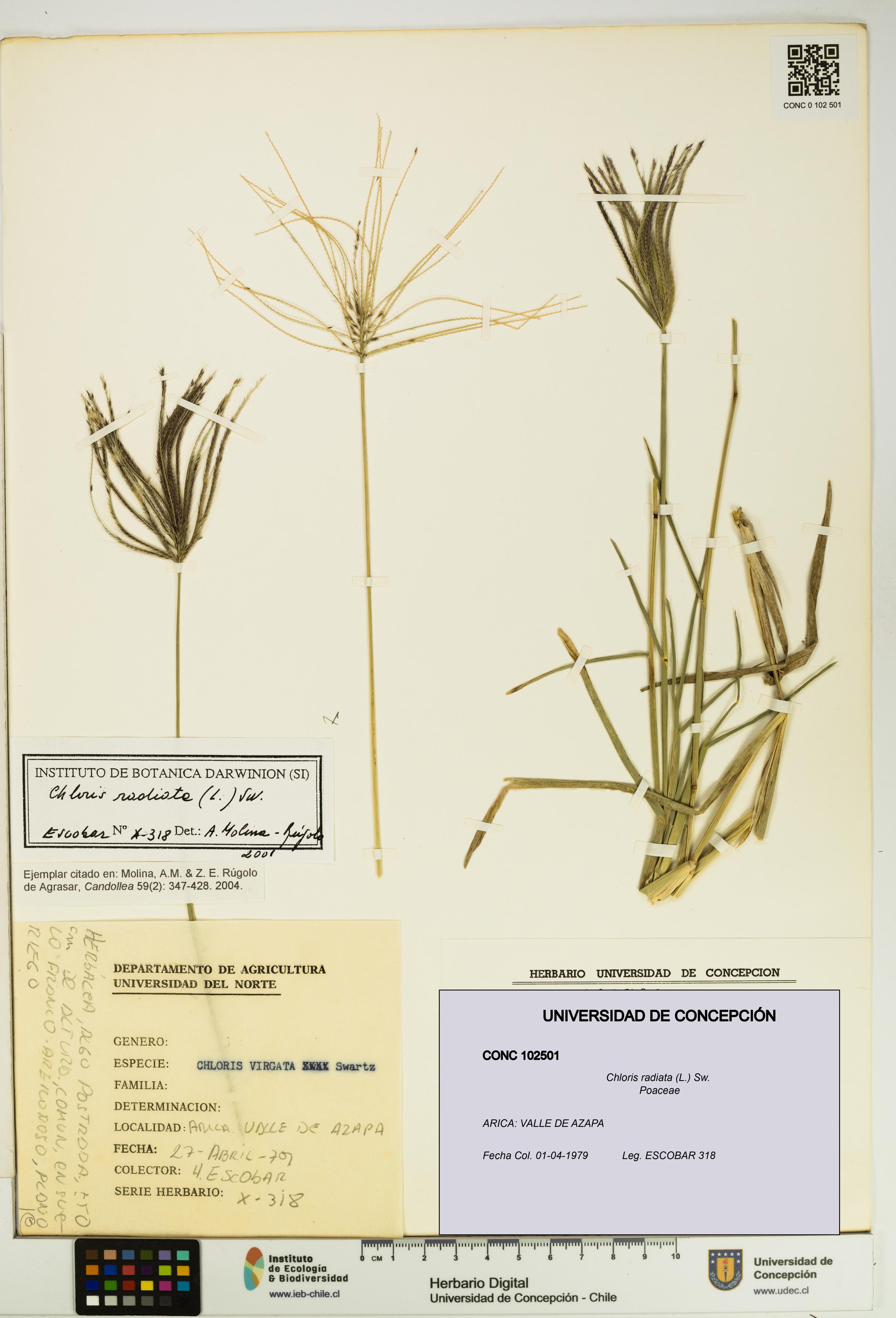 Chloris radiata [Espécimen: UDEC:CONC:0102501]