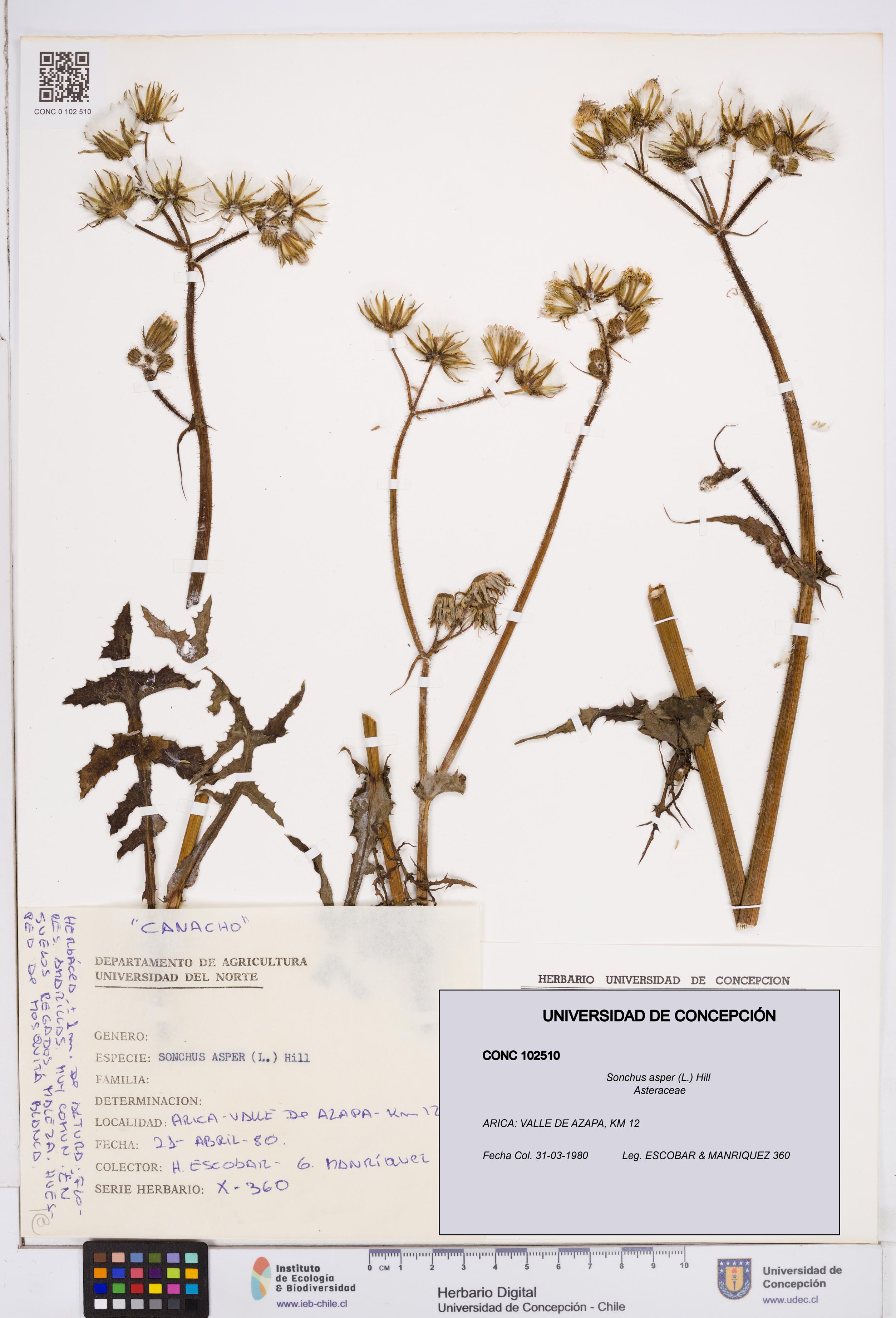 Sonchus asper [Espécimen: ]