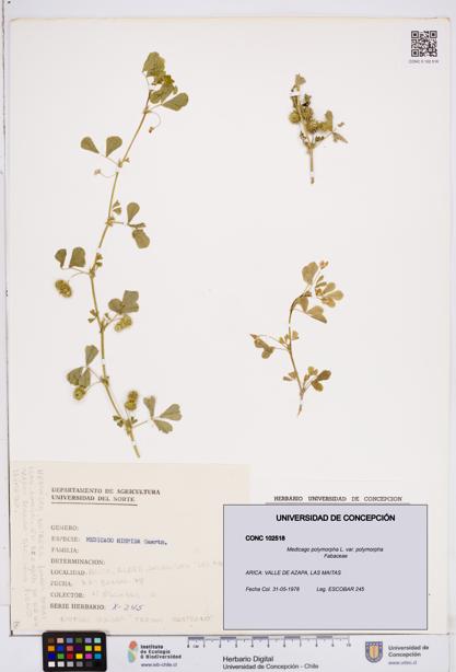 Medicago polymorpha var. polymorpha [Espécimen: ]