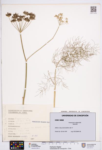 Foeniculum vulgare [Espécimen: ]