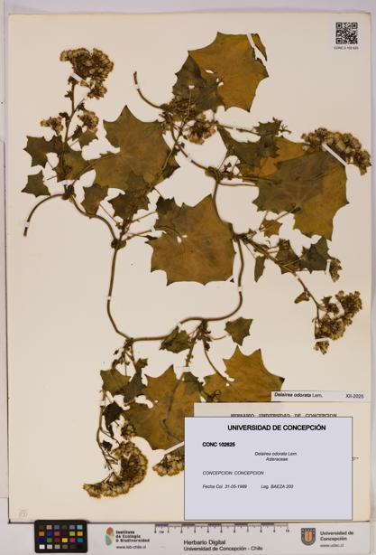 Delairea odorata [Espécimen: UDEC:CONC:0102625]