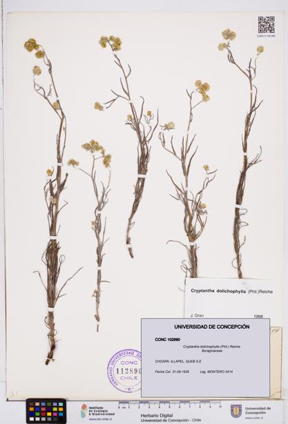 Cryptantha dolichophylla [Espécimen: ]