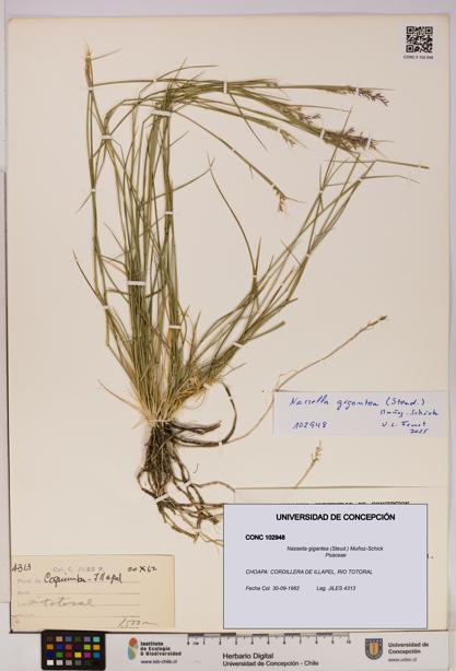 Nassella gigantea [Espécimen: UDEC:CONC:0102948]