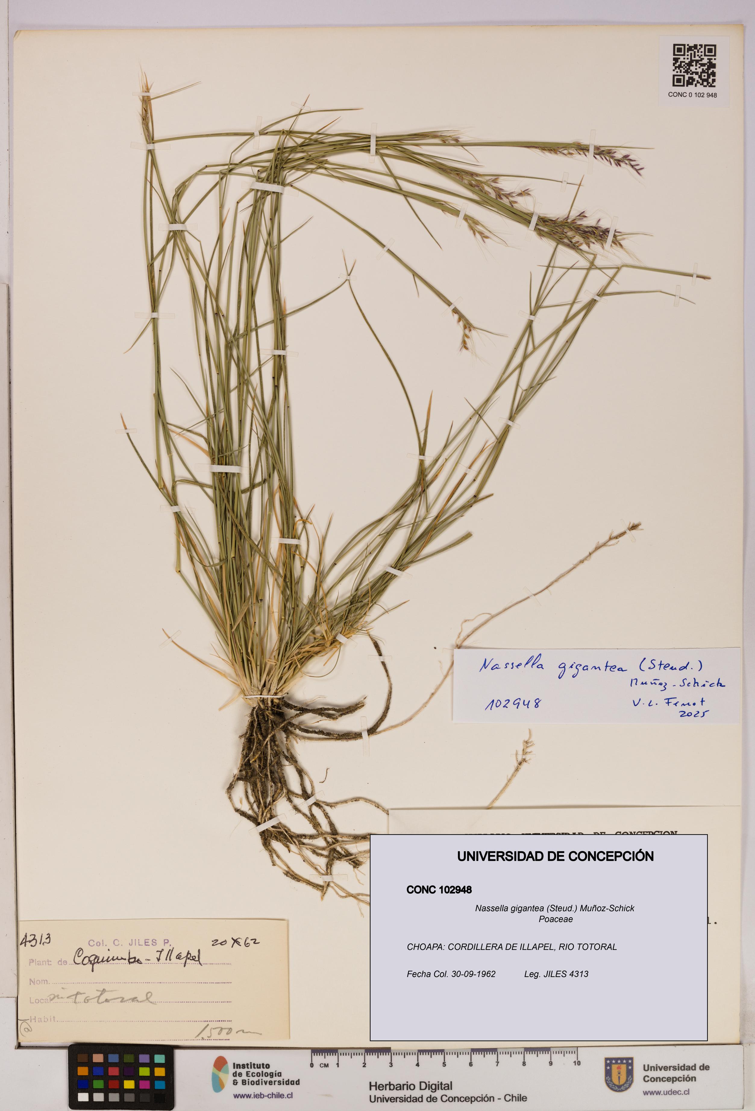 Nassella gigantea [Espécimen: UDEC:CONC:0102948]