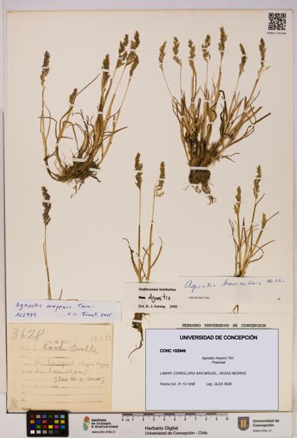 Agrostis meyenii [Espécimen: UDEC:CONC:0102949]