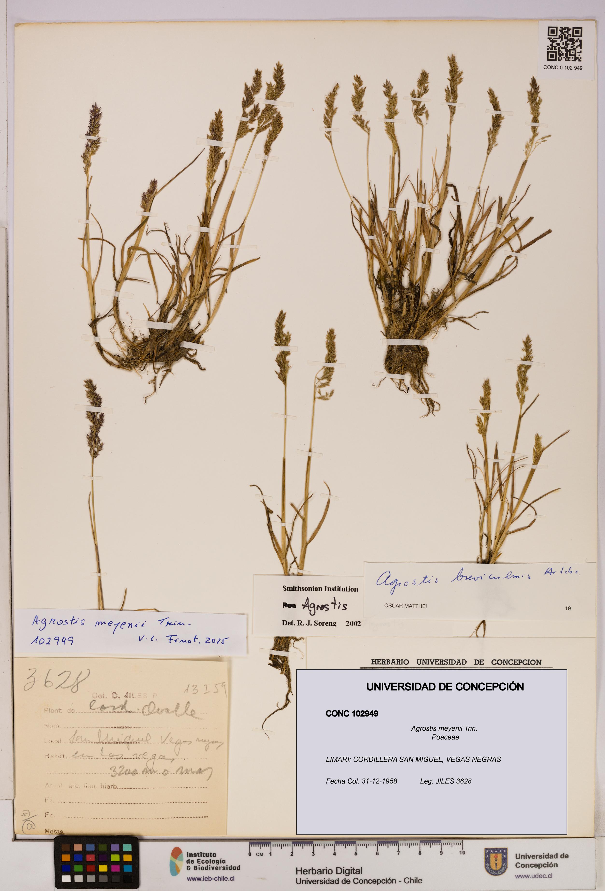 Agrostis meyenii [Espécimen: UDEC:CONC:0102949]
