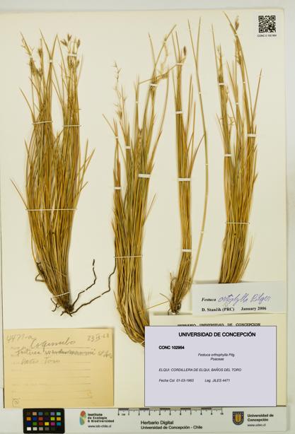 Festuca orthophylla [Espécimen: UDEC:CONC:0102954]
