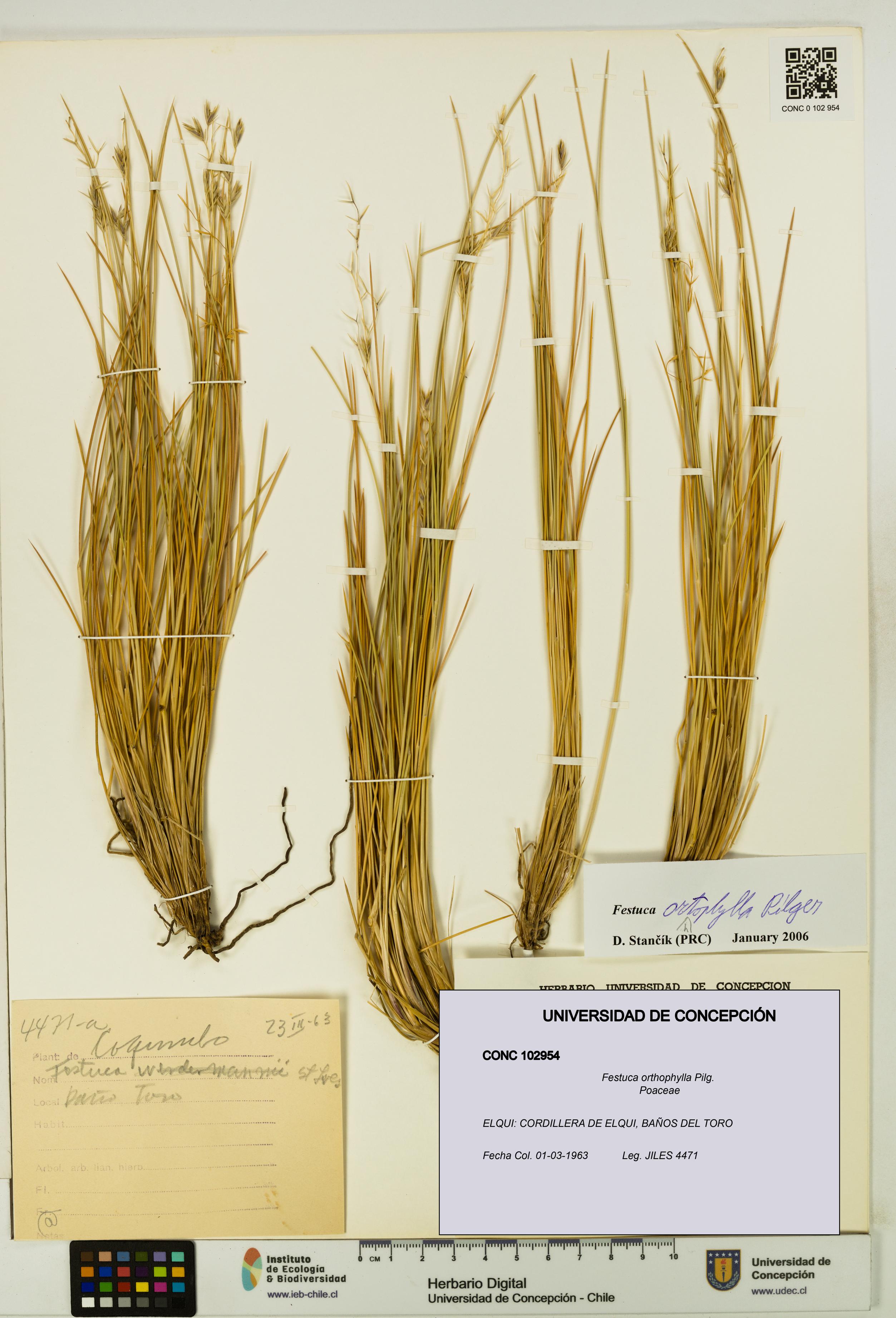Festuca orthophylla [Espécimen: UDEC:CONC:0102954]