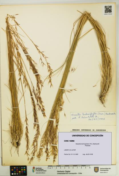 Nassella lachnophylla [Espécimen: UDEC:CONC:0102962]