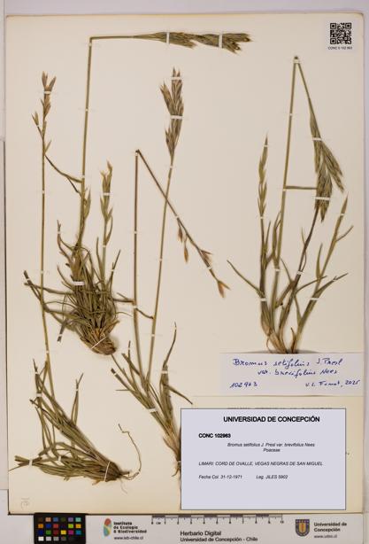 Bromus setifolius var. brevifolius [Espécimen: UDEC:CONC:0102963]