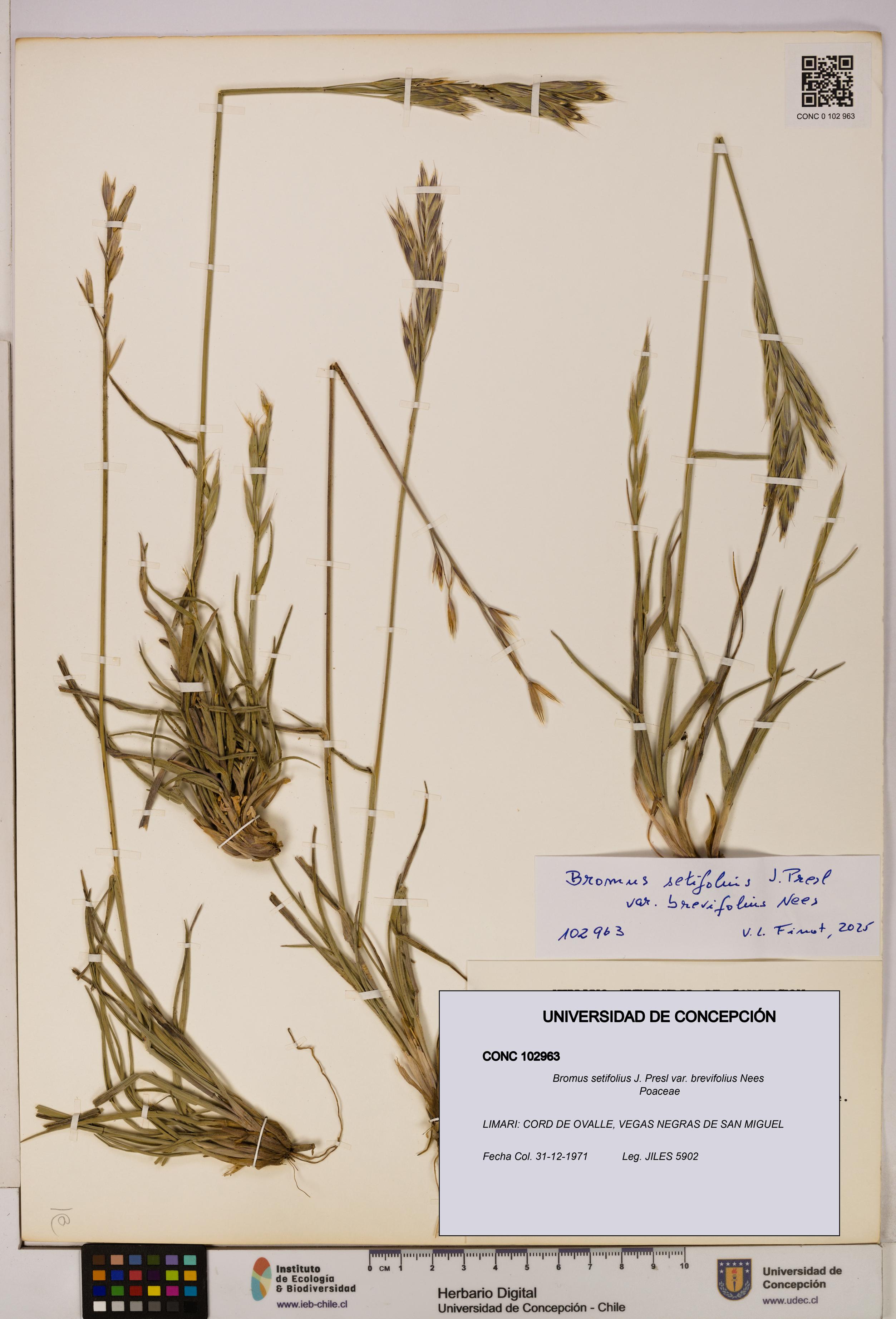 Bromus setifolius var. brevifolius [Espécimen: UDEC:CONC:0102963]