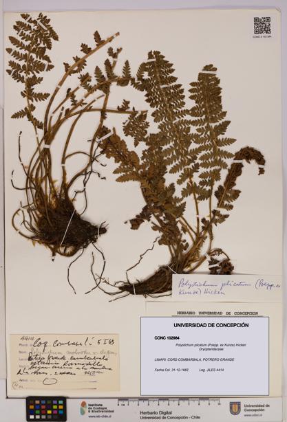Polystichum plicatum [Espécimen: UDEC:CONC:0102984]