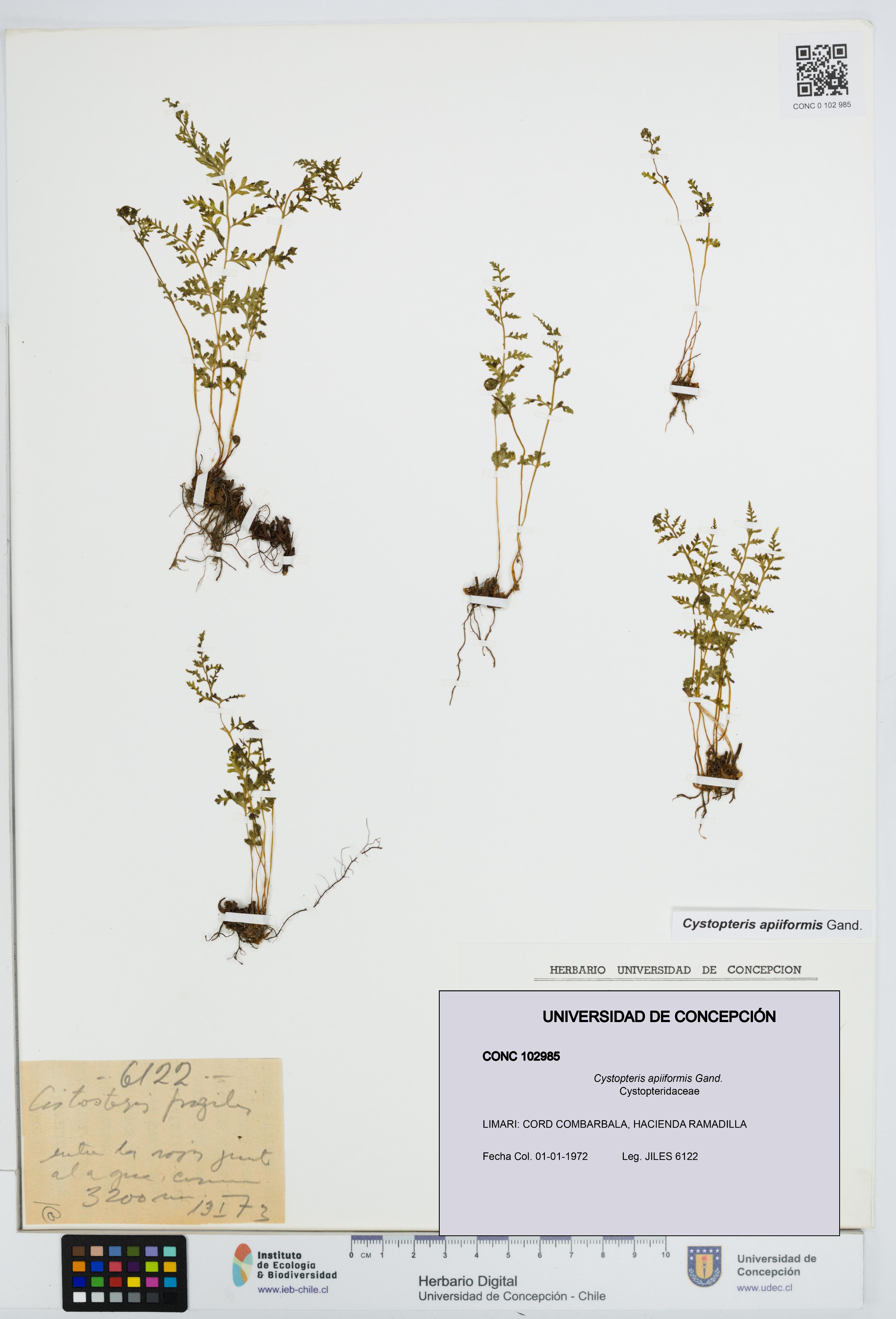 Cystopteris apiiformis [Espécimen: UDEC:CONC:0102985]