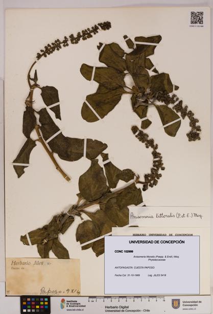 Anisomeria littoralis [Espécimen: UDEC:CONC:0102999]