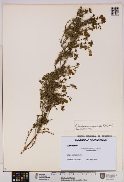 Calceolaria inamoena [Espécimen: UDEC:CONC:0103000]