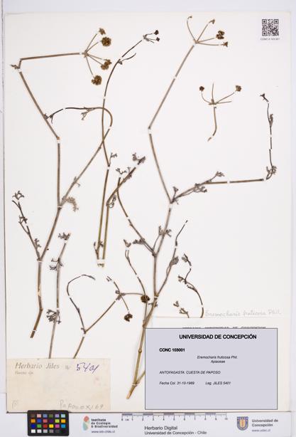 Eremocharis fruticosa [Espécimen: ]