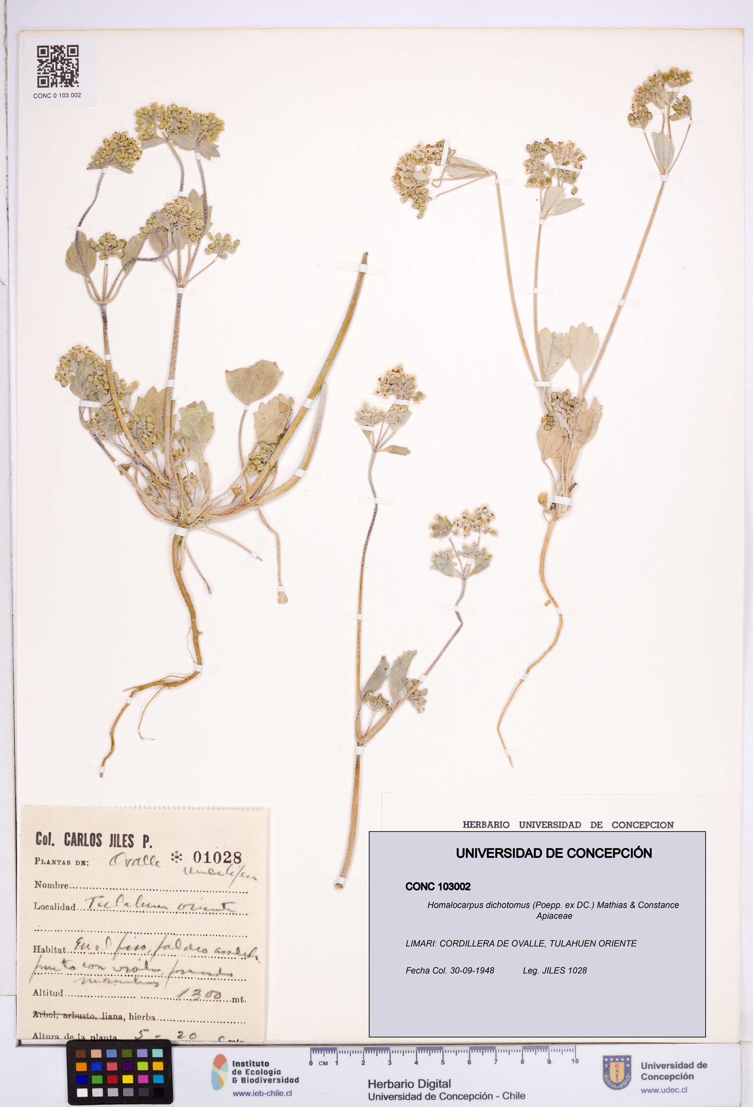 Homalocarpus dichotomus [Espécimen: ]