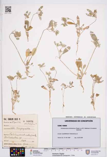 Homalocarpus dichotomus [Espécimen: ]