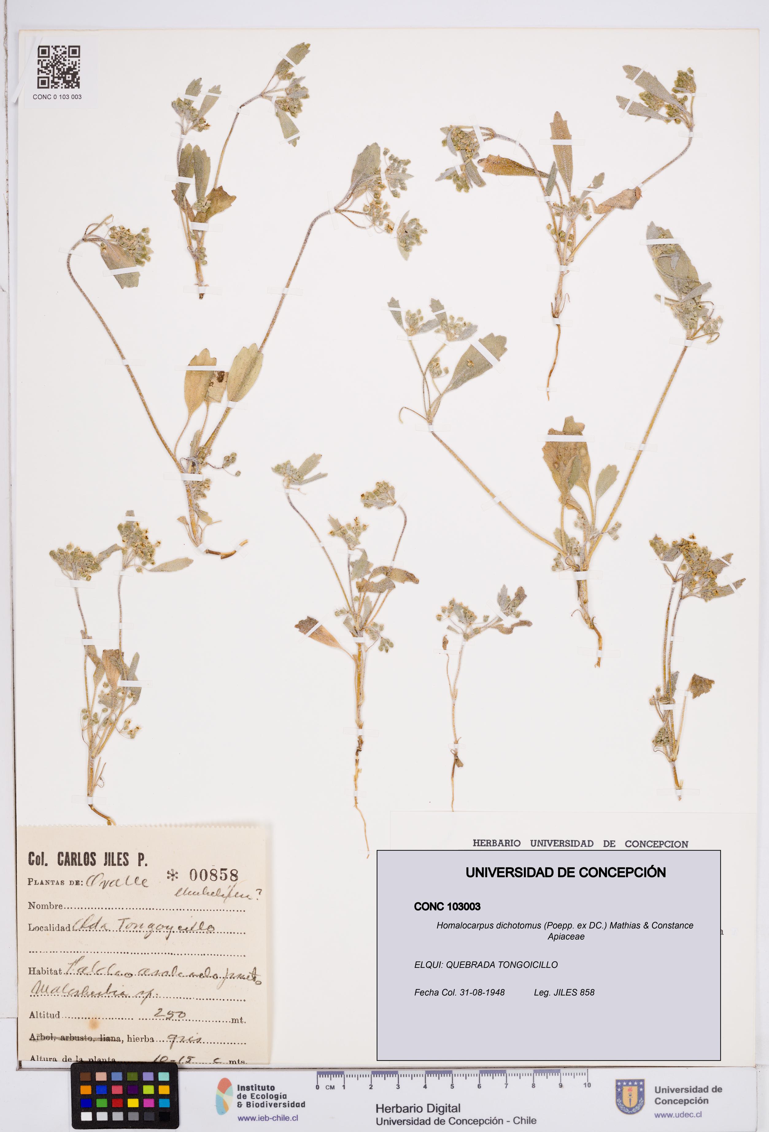Homalocarpus dichotomus [Espécimen: ]