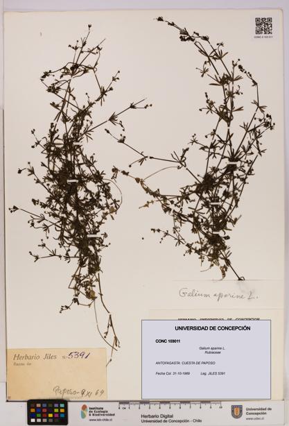 Galium aparine [Espécimen: UDEC:CONC:0103011]