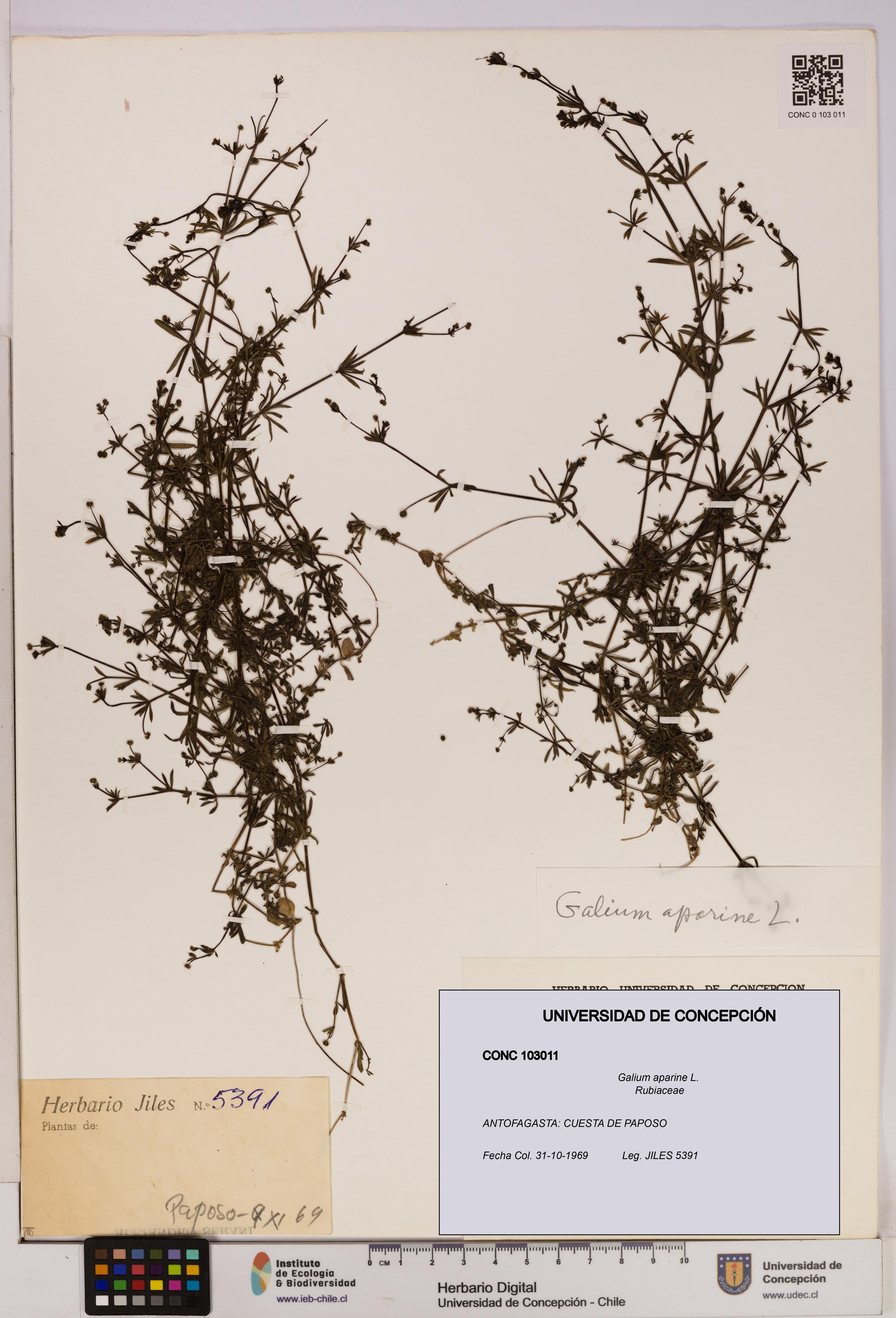 Galium aparine [Espécimen: UDEC:CONC:0103011]