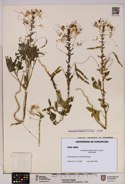 Incacleome chilensis [Espécimen: UDEC:CONC:0103022]