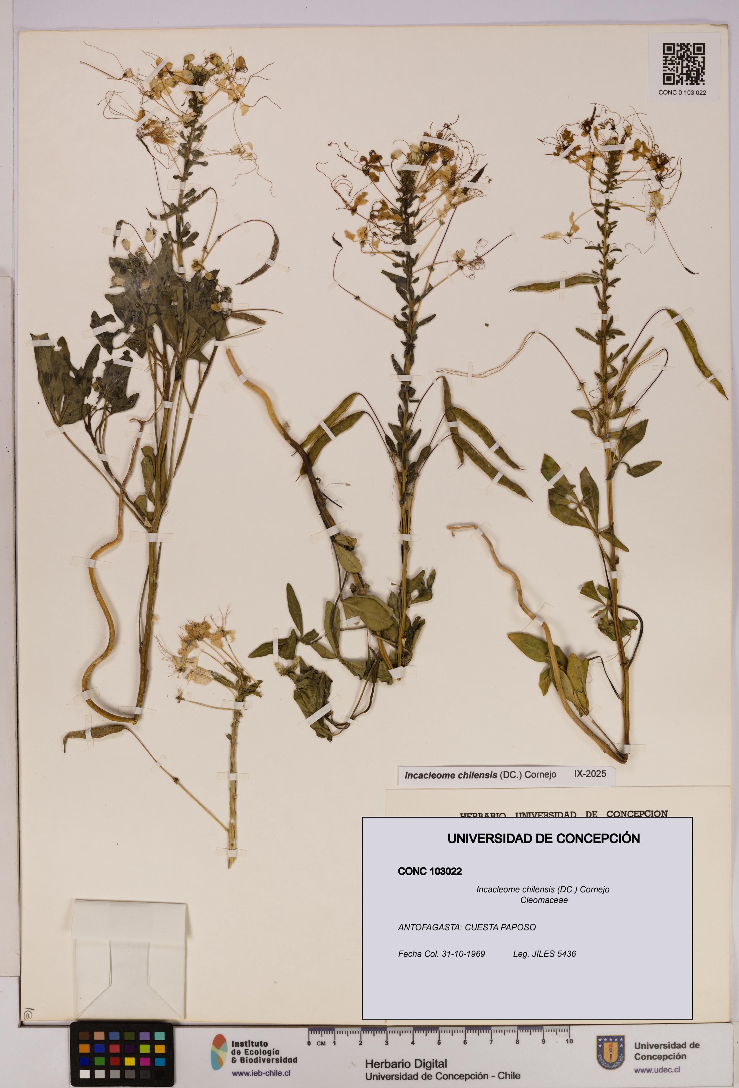 Incacleome chilensis [Espécimen: UDEC:CONC:0103022]